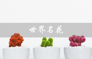 世界名花（世界名花排名及图片）