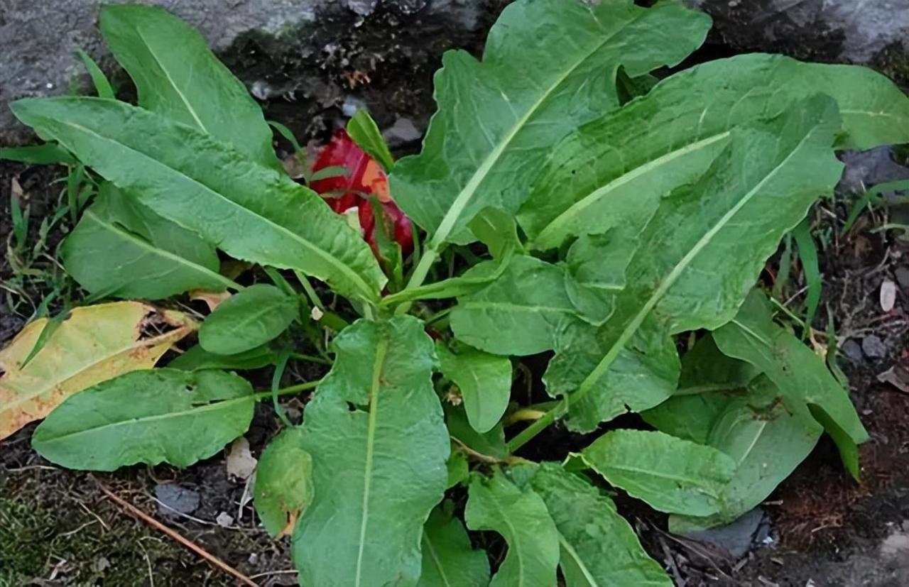 野菠菜图片（农村的野菠菜5个妙用）