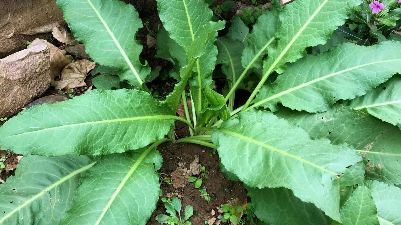 野菠菜图片（农村的野菠菜5个妙用）