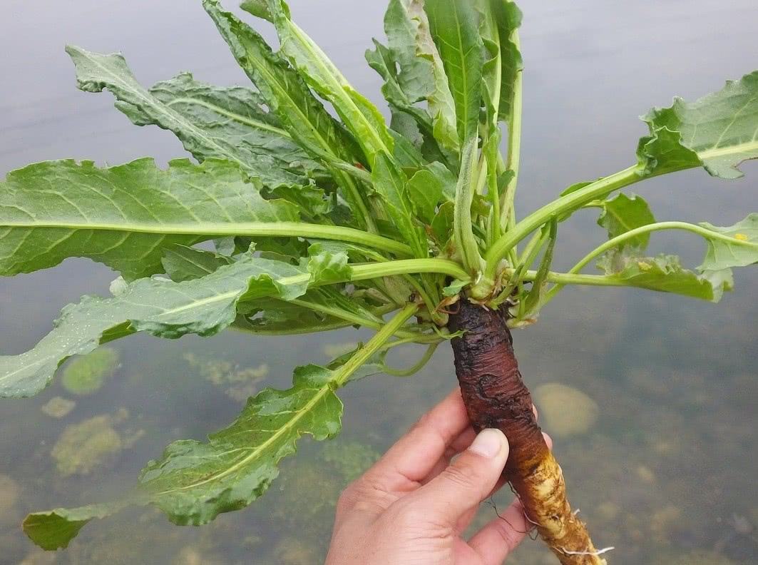 野菠菜图片（农村的野菠菜5个妙用）